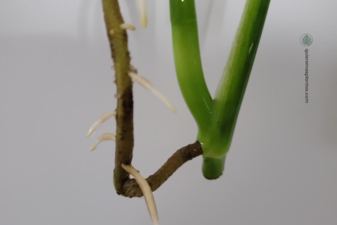 Raíces aéreas convertidas en subterraneas