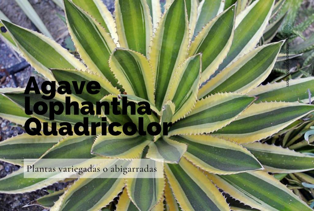 Agave Lophantha Quadricolor