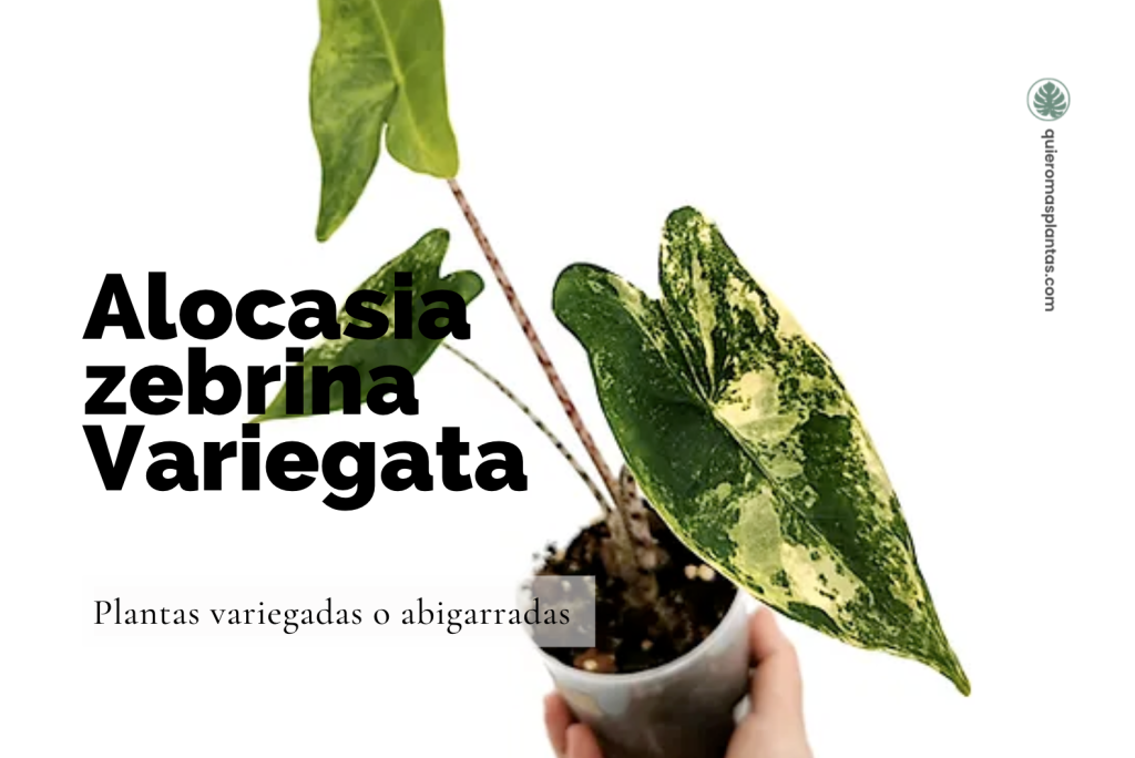 Alocasia abigarrada (Alocasia zebrina Variegata)