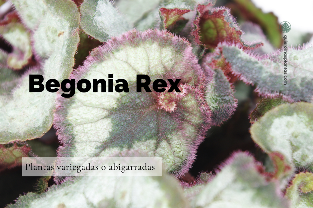 Begonia Rex