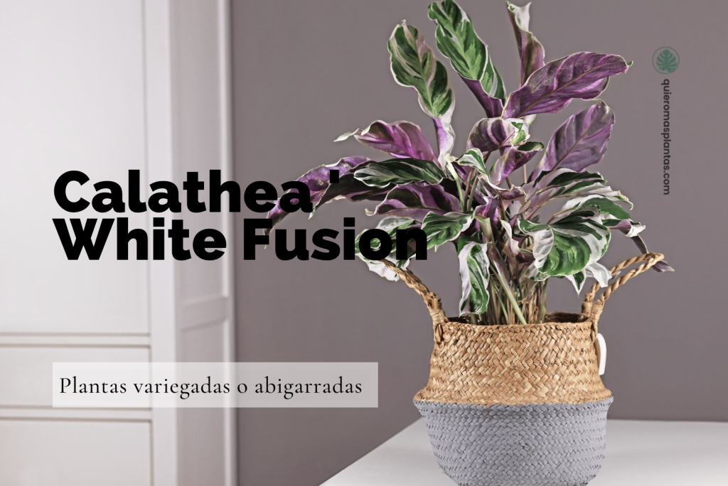 Calathea White Fusion: