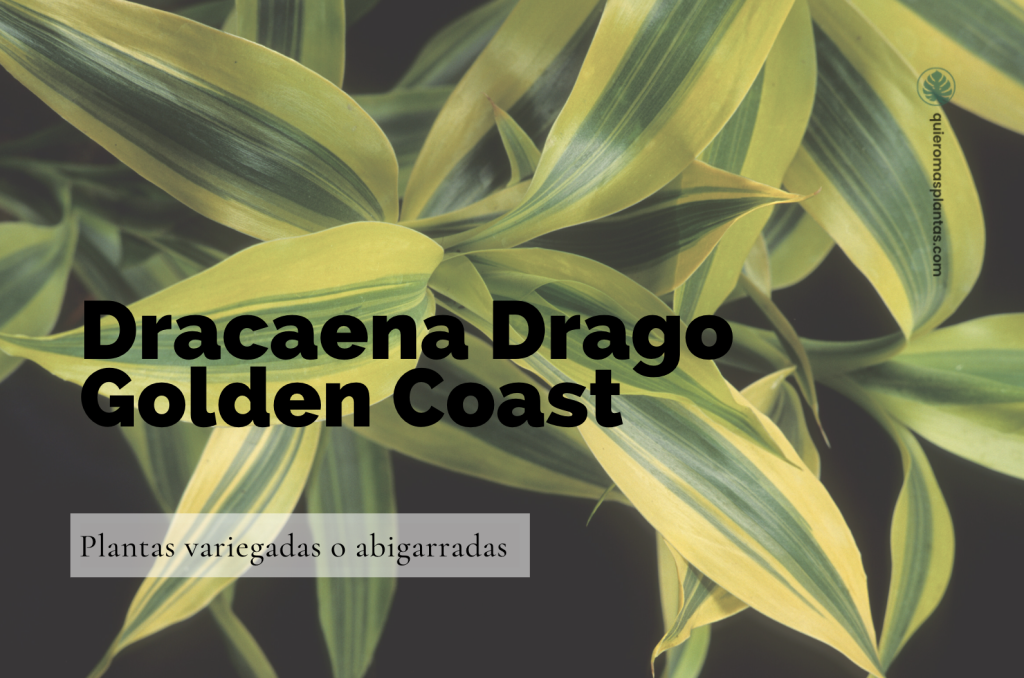 Dracaena Drago Golden Coast