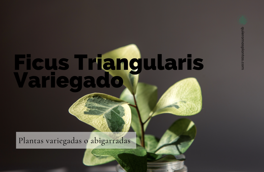 Ficus Triangularis: