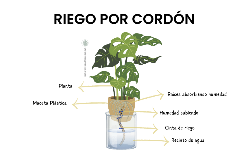 Riego por capilaridad con cordó 