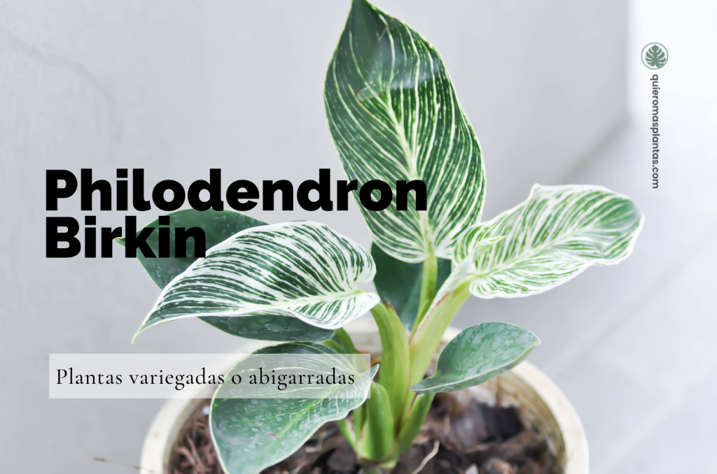 Filodendro (Philodendron) Birkin: