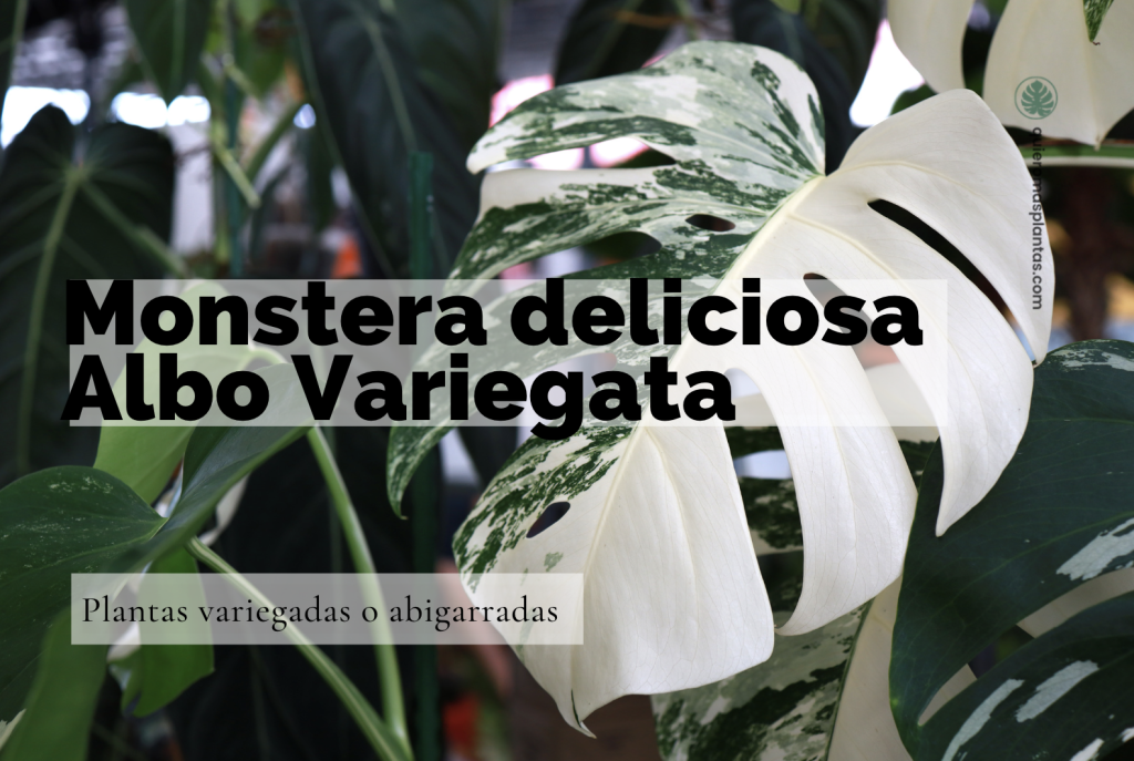 Monstera deliciosa Albo Variegata: