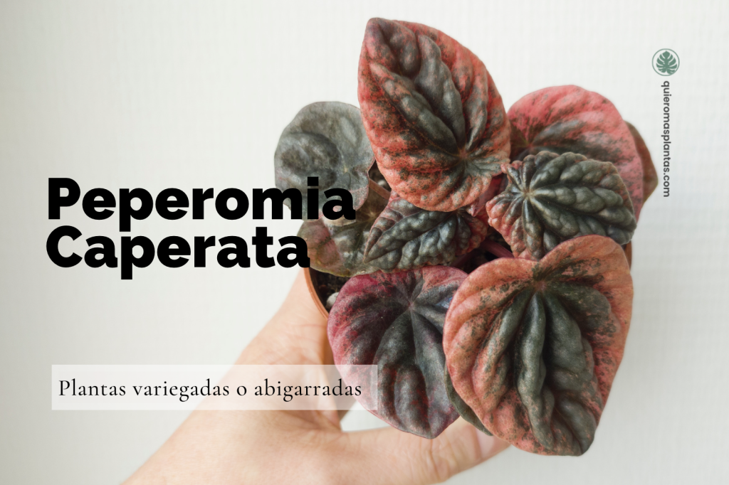 Peperomia Caperata
