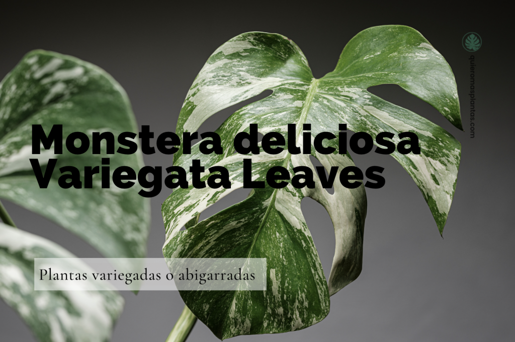 Monstera deliciosa Variegata Leaves