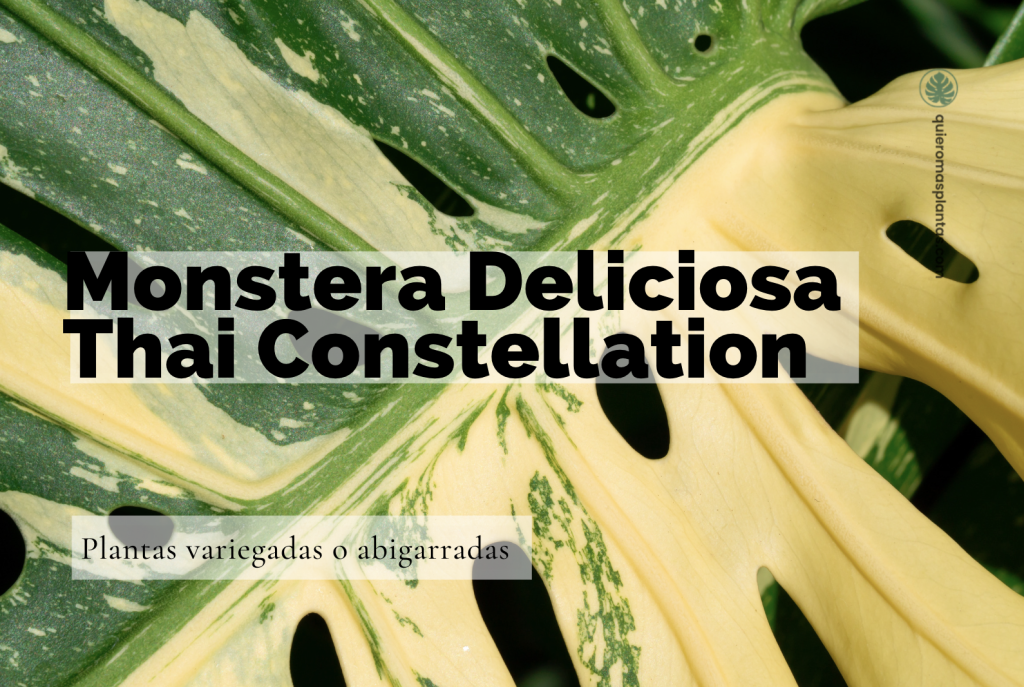 Monstera Deliciosa Thai Constellation