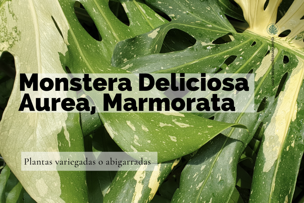 Monstera Deliciosa Aurea Marmorata