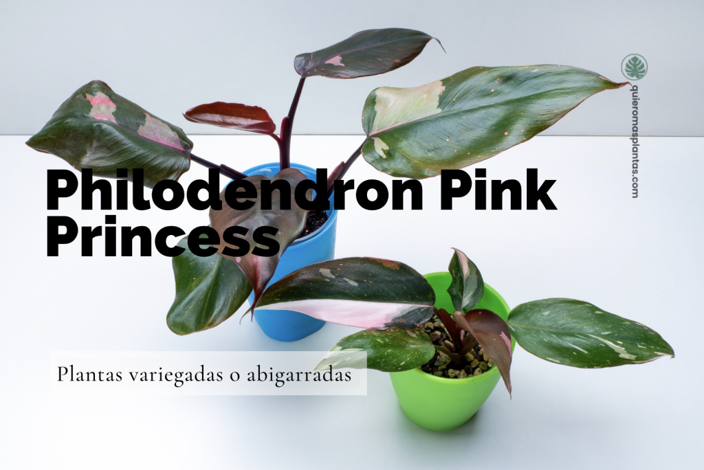 Philodendron Pink Princess