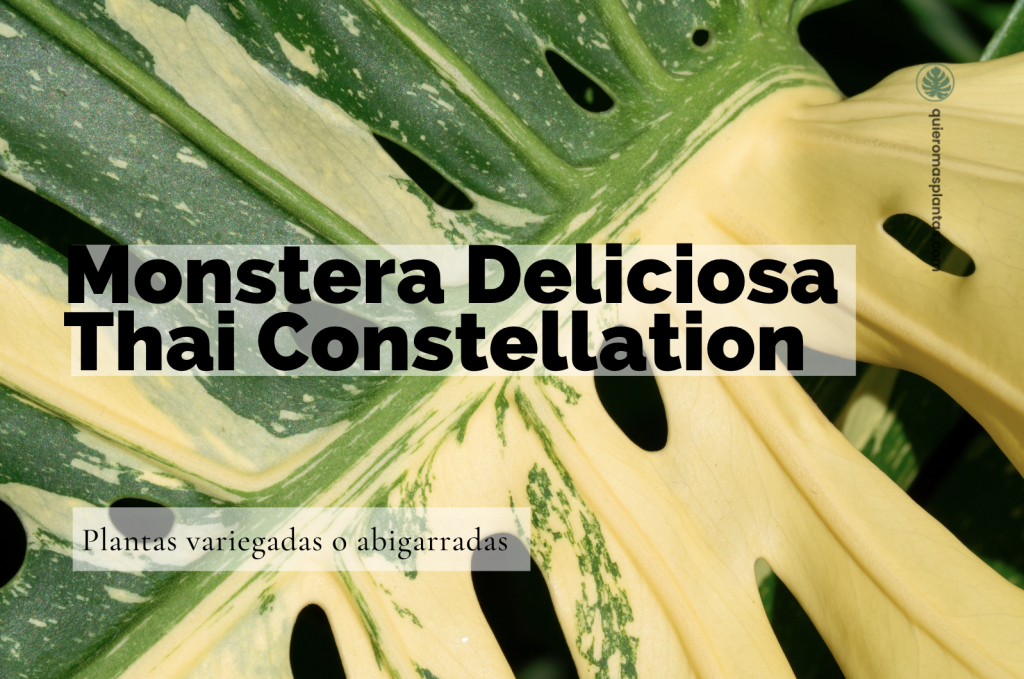 Monstera Thai Constellation
