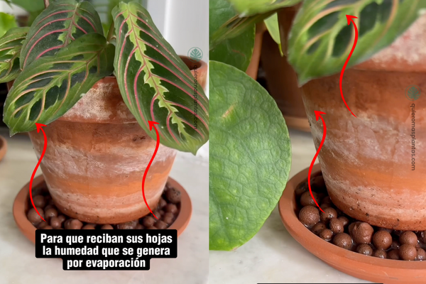 que humedad necesitan mis plantas
