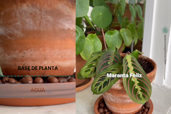 que humedad necesitan mis plantas