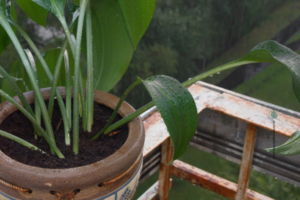 que humedad necesitan mis plantas