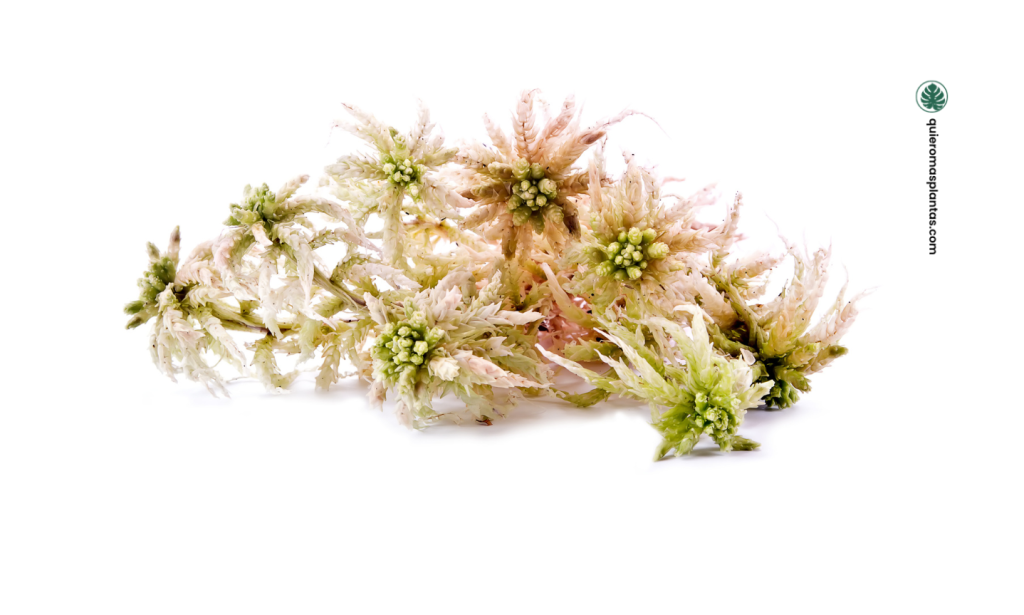 Musgo Sphagnum