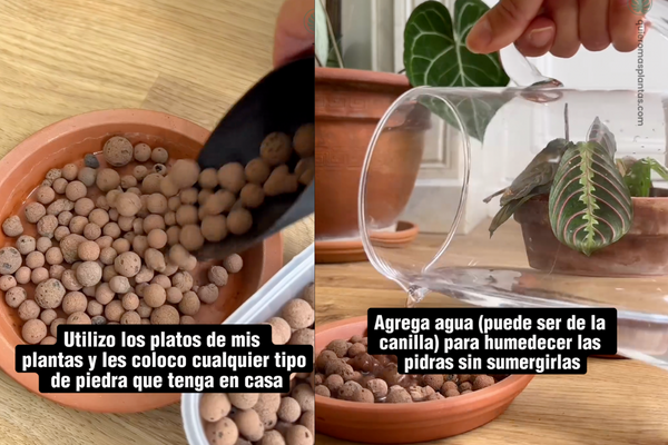 que humedad necesitan mis plantas