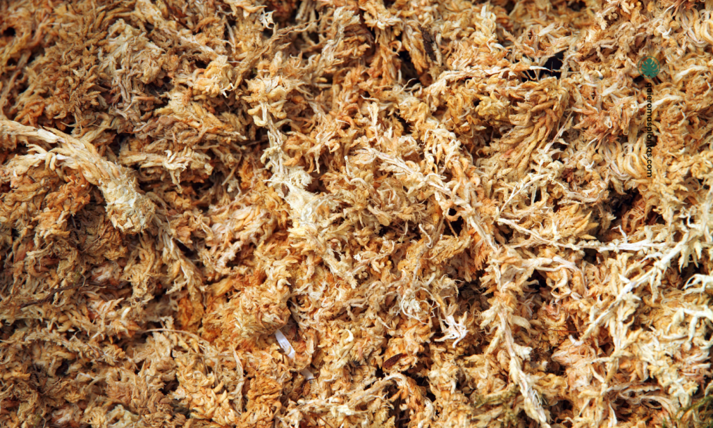 Musgo Sphagnum