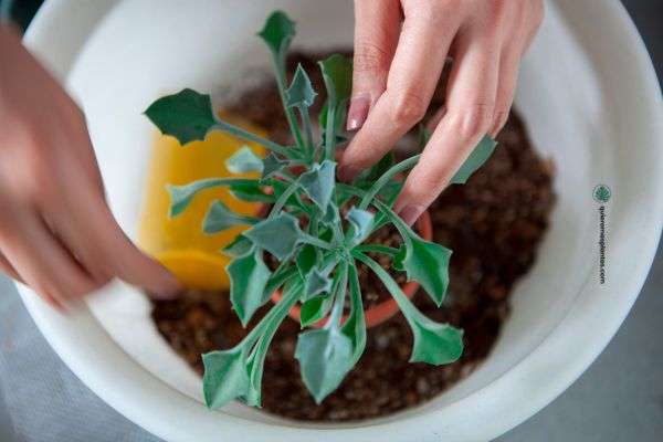 Sustrato hidrofobico que es