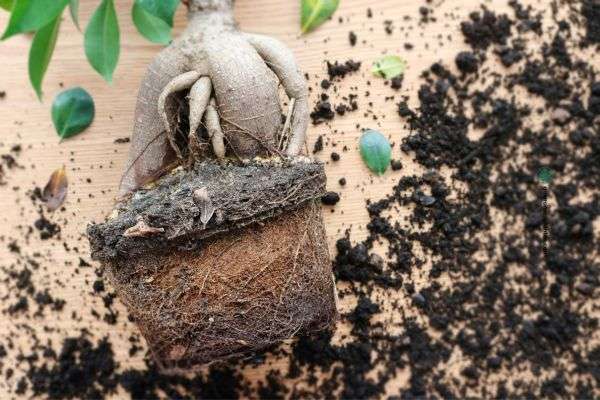 Sustrato hidrofobico que es