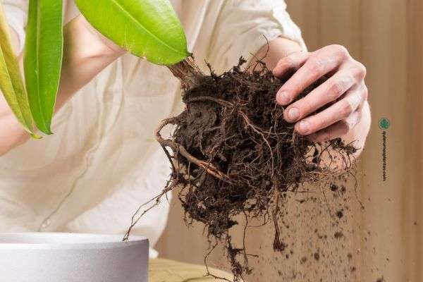 Sustrato hidrofobico que es