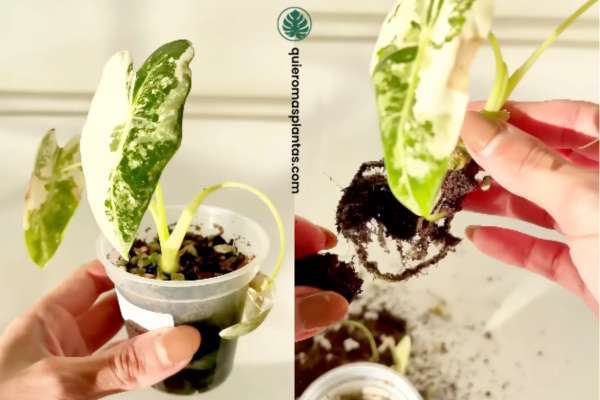 Sustrato de acuarios para plantas tropicales - Usos