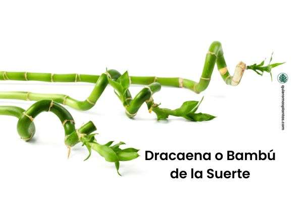 Dracaena o Bambú de la Suerte