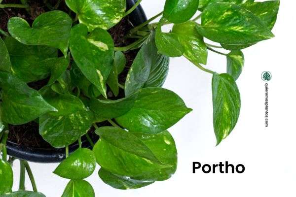 Pothos - plantas que toleran poca luz