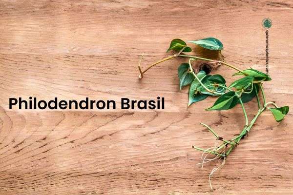 Filodendron / Philodendron