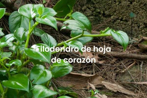 Filodendron / Philodendron