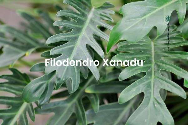 Filodendron / Philodendron