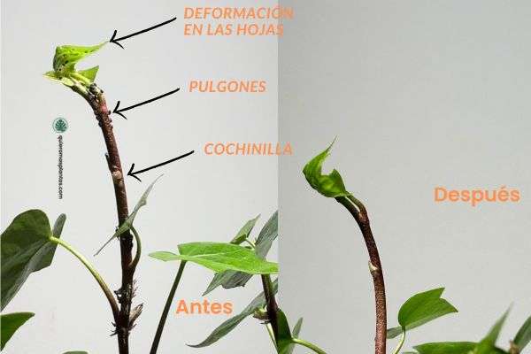 Plagas en las plantas