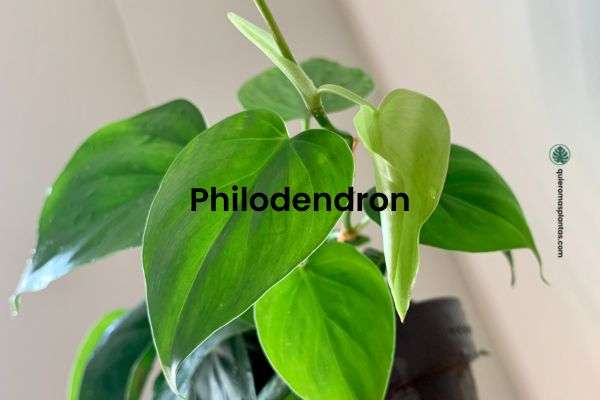 Filodendron / Philodendron