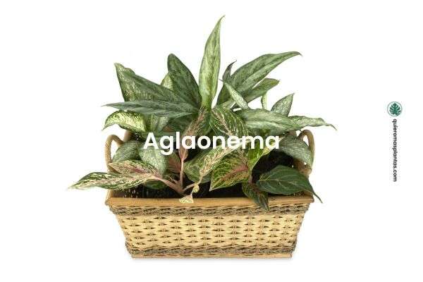 Aglaonema - plantas que toleran poca luz
