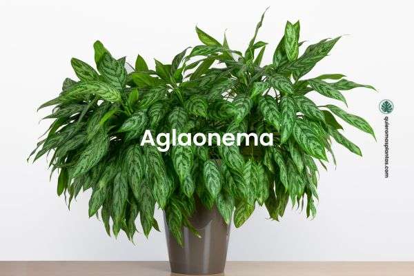 Aglaonema - plantas que toleran poca luz