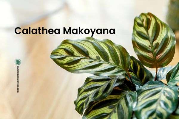Calathea Makoyana