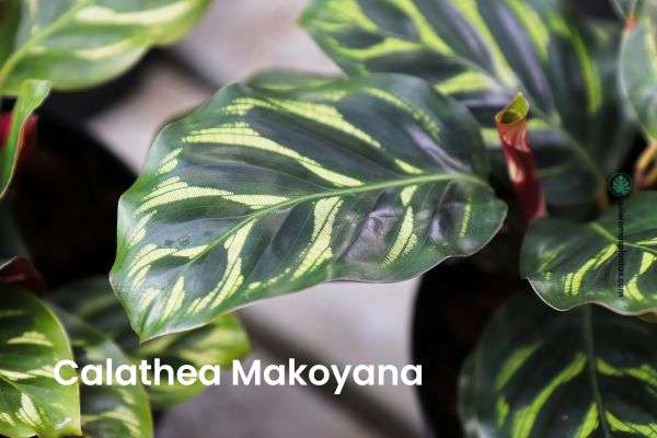 Calathea Makoyana