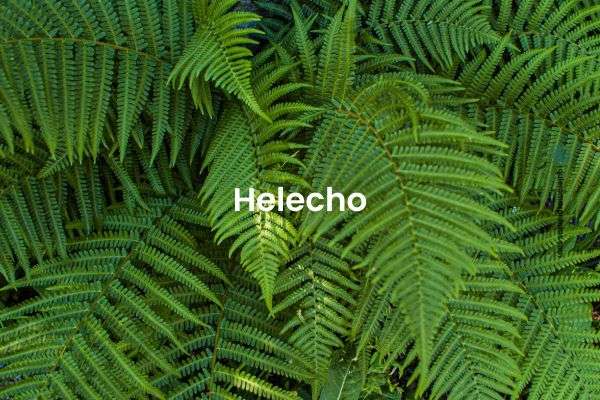helecho