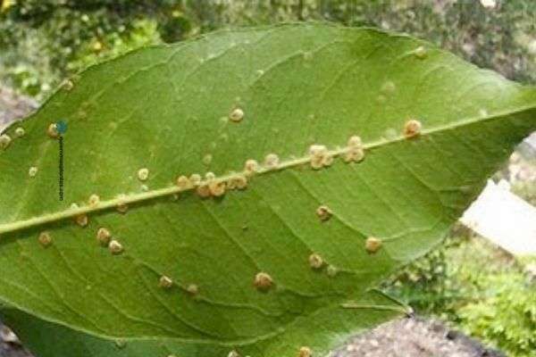 Plagas en las plantas