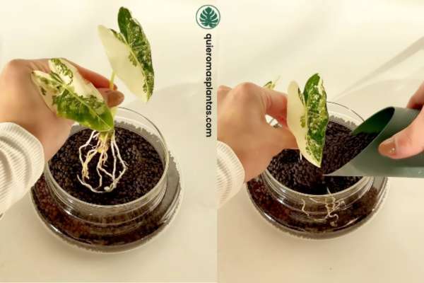 Sustrato de acuarios para plantas tropicales - Usos