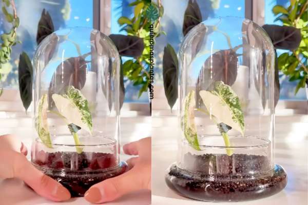 Sustrato para acuarios para plantas tropicales - Usos