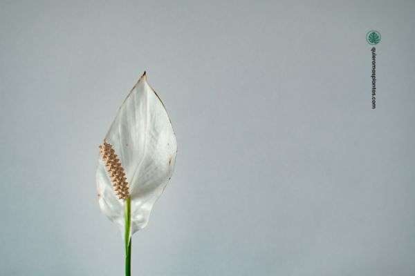 Plantas de baja iluminacion  Spathiphyllum o Lirio de Paz