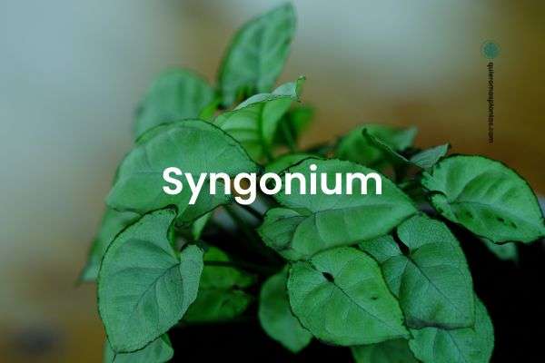 Syngonium 