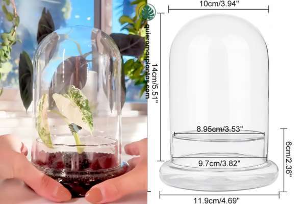 Sustrato para acuarios para plantas tropicales - Usos