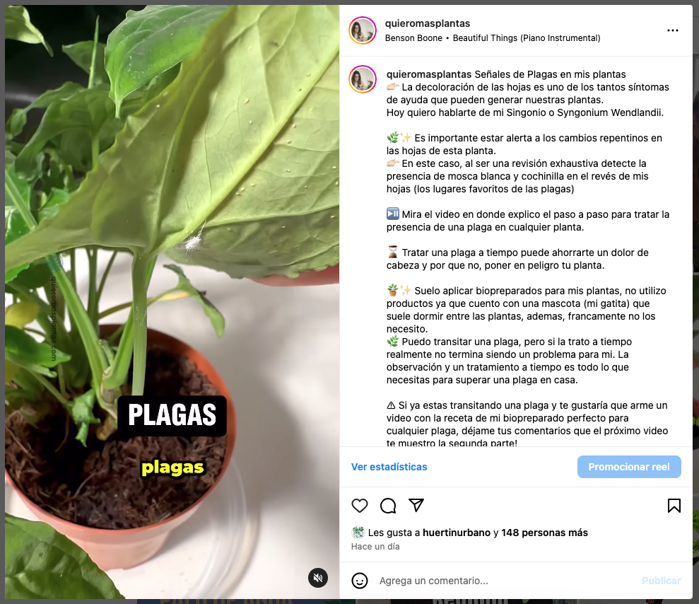 cochinilla, como tratarla