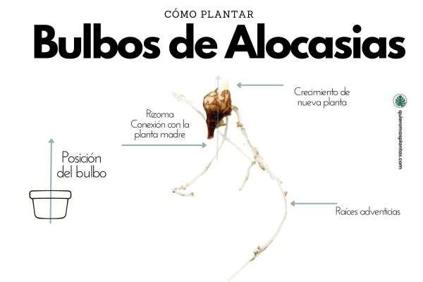 Bulbos de alocasia