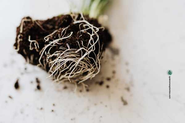 Moscas en el sustrato