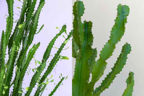 Euphorbia Trigona