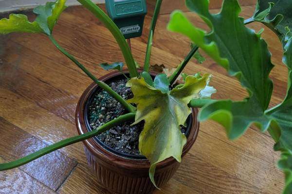 Philodendron xanadu - Falta de humedad