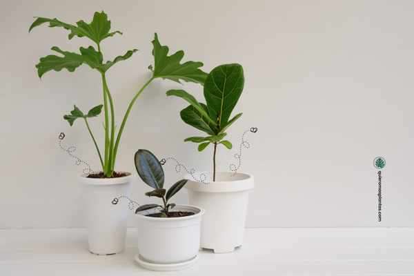 Moscas en el sustrato